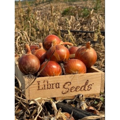 005 F1 семена раннего лука 250000 семян, Libra Seeds, Италия